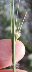 Juncus tenuis
