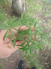 Cenolophium denudatum