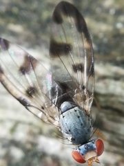 Palloptera umbellatarum