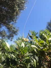 Acrometopa macropoda