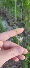Juncus tenuis