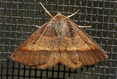 Metarranthis obfirmaria