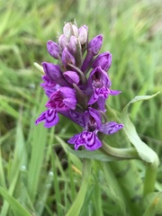 Dactylorhiza purpurella