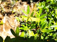 Acrometopa macropoda
