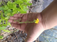 Tephroseris palustris