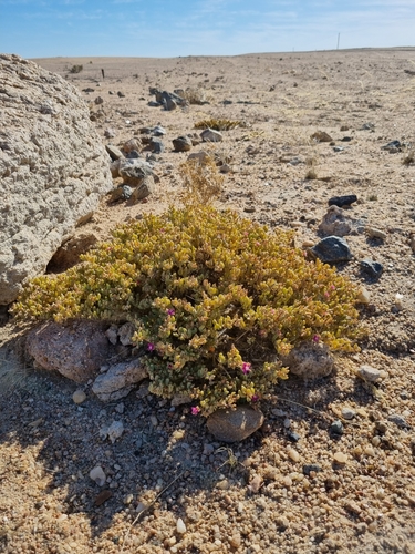 Image of Sesuvium sesuvioides by (c) Marc Fradera-Soler, some rights reserved (CC BY)
