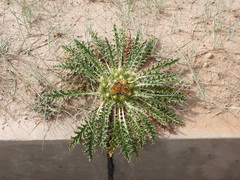 Xanthopappus subacaulis