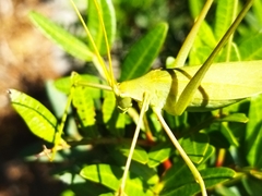 Acrometopa macropoda