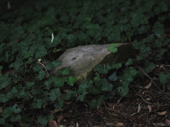 Myrmecophilus acervorum