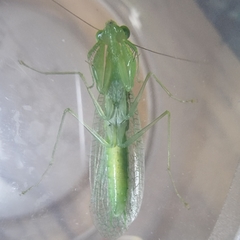 Tropidomantis tenera