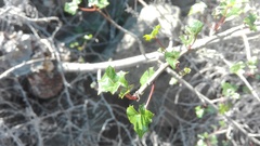 Vasconcellea chilensis