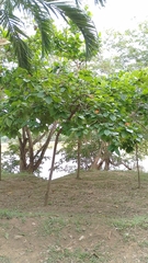 Cordia sebestena