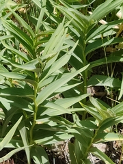 Maianthemum stellatum