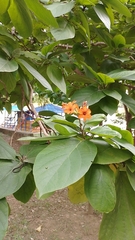 Cordia sebestena