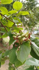 Cordia sebestena