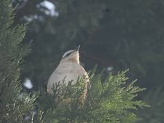 Mimus saturninus