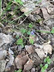 Viola labradorica