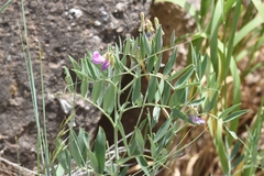 Lathyrus brachycalyx