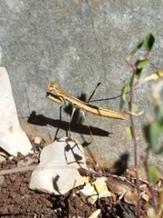 Geomantis larvoides