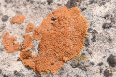Xanthomendoza trachyphylla