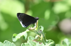 Erynnis tristis tatius