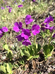 Primula latifolia