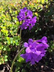 Primula latifolia