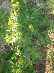 Medicago falcata