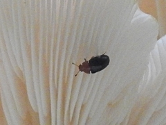 Triplax thoracica