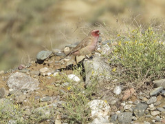 Carpodacus stoliczkae
