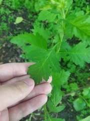 Crataegus sanguinea