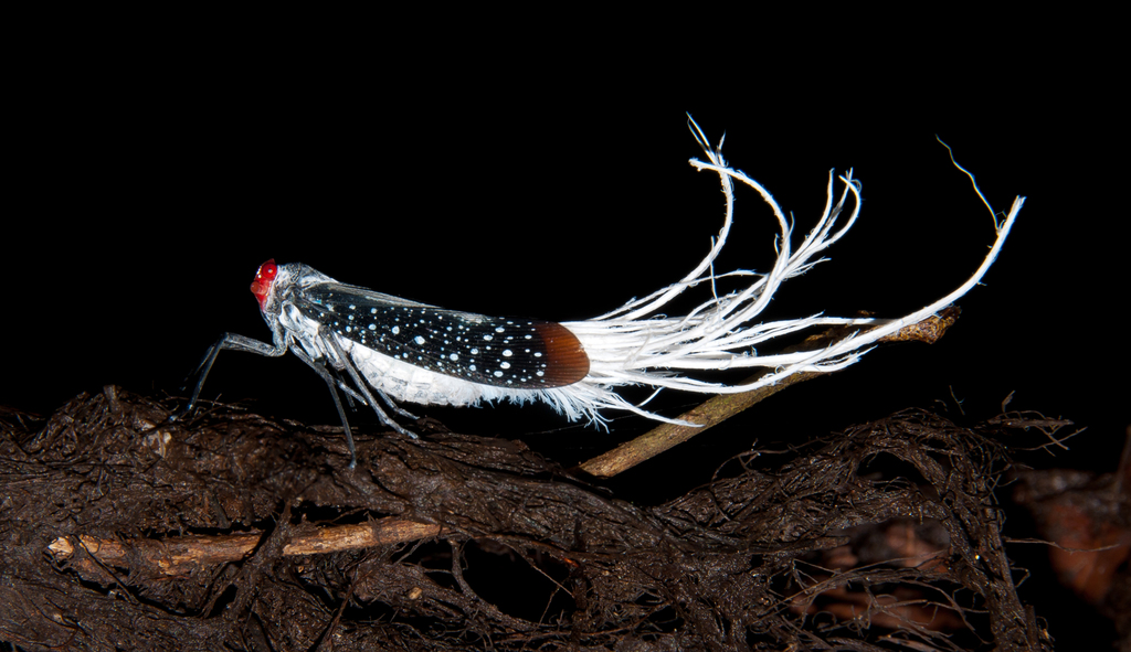 Red-eyed Planthopper