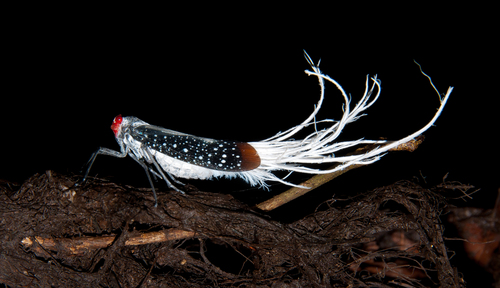 Red-eyed Planthopper