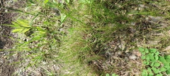 Carex praecox