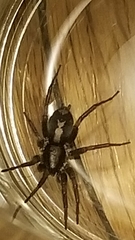 Herpyllus ecclesiasticus