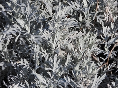 Senecio viravira