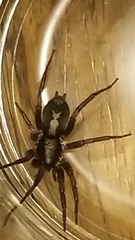 Herpyllus ecclesiasticus
