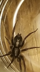 Herpyllus ecclesiasticus