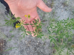 Medicago falcata