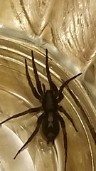 Herpyllus ecclesiasticus