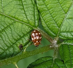 Calvia quatuordecimguttata