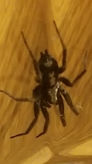Herpyllus ecclesiasticus