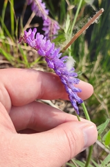 Vicia tenuifolia