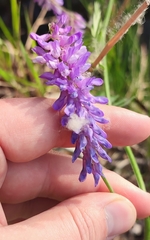 Vicia tenuifolia