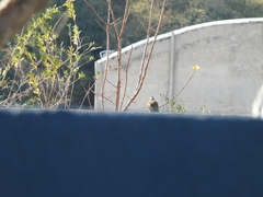 Pitangus sulphuratus