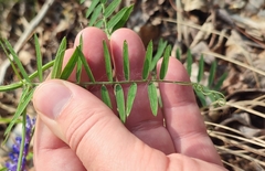 Vicia tenuifolia