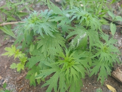 Leonurus glaucescens