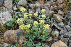 Artemisia glomerata