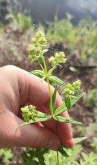 Galium rubioides