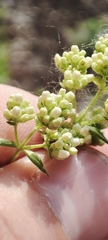 Galium rubioides